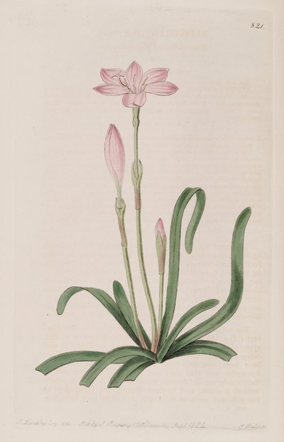 Zephyranthes rosea - Botanical Register